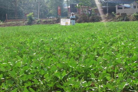 short duration cowpea variety PGCP-6 for rice fallows