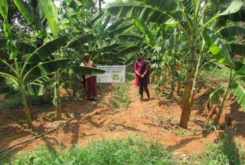 High density planting in nendran banana
