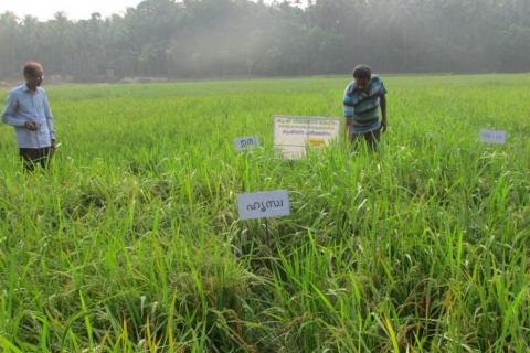 short duration paddy varieties to overcome drought